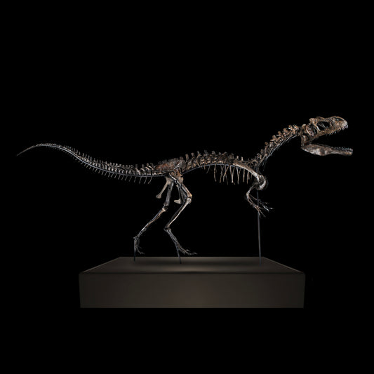 Scheletro di Allosauro