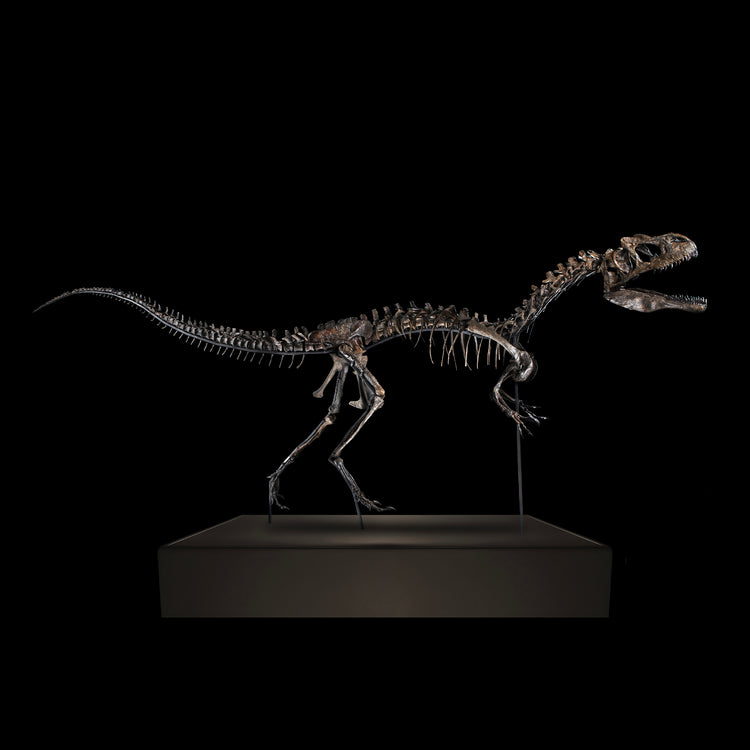 Scheletro di Allosauro