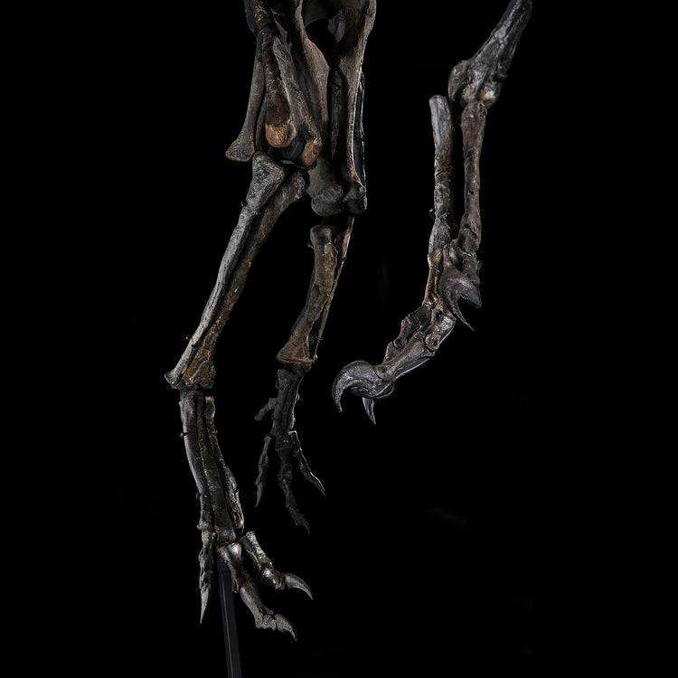 Scheletro di Allosauro