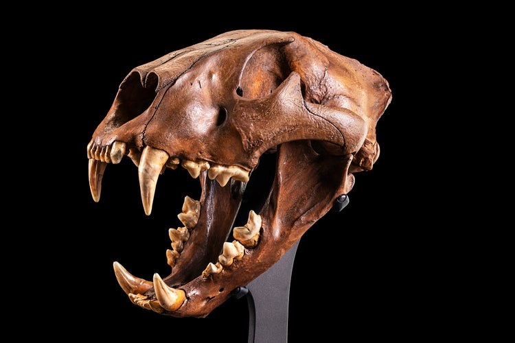 Teschio di Leone delle Caverne