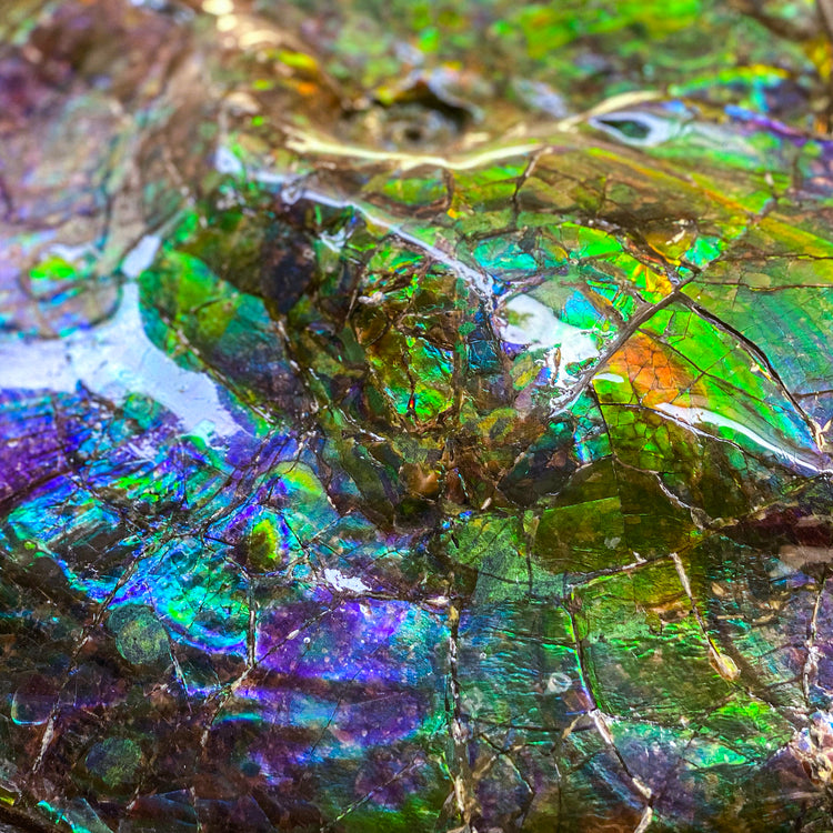 Ammolite Iridescente su Matrice