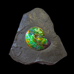 Ammolite Iridescente su Matrice