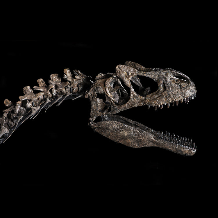 Scheletro di Allosauro