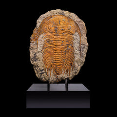 Trilobite del Marocco