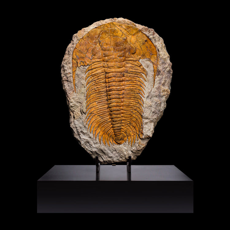 Trilobite del Marocco