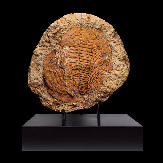 Trilobite del Marocco