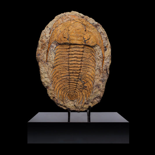 Trilobite del Marocco