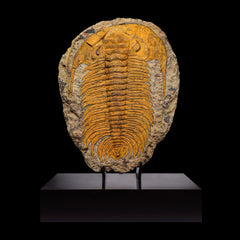 Trilobite del Marocco