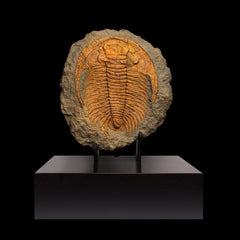 Trilobite del Marocco