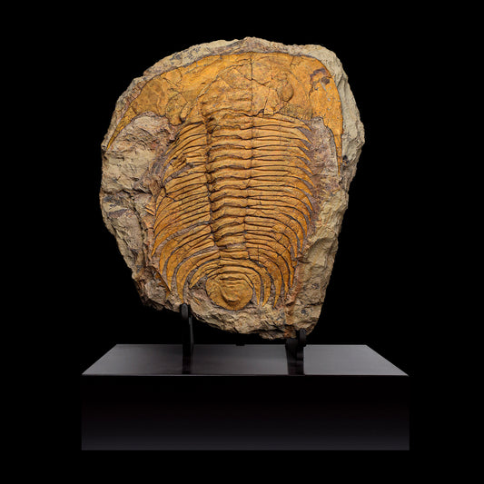 Trilobite del Marocco