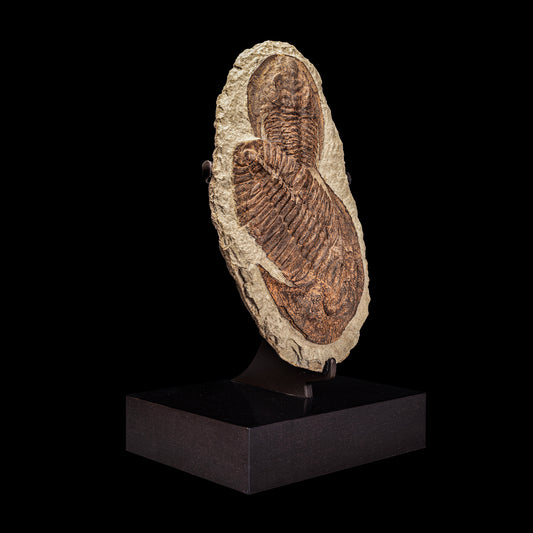 Trilobite del Marocco