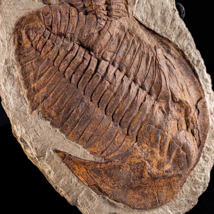 Trilobite del Marocco