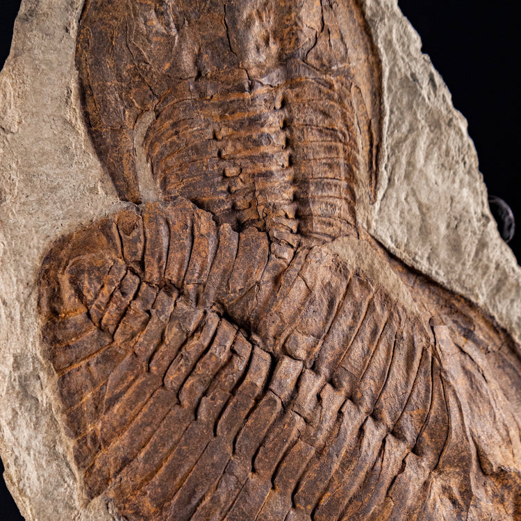 Trilobite del Marocco