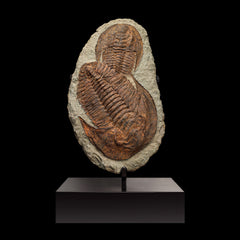 Trilobite del Marocco